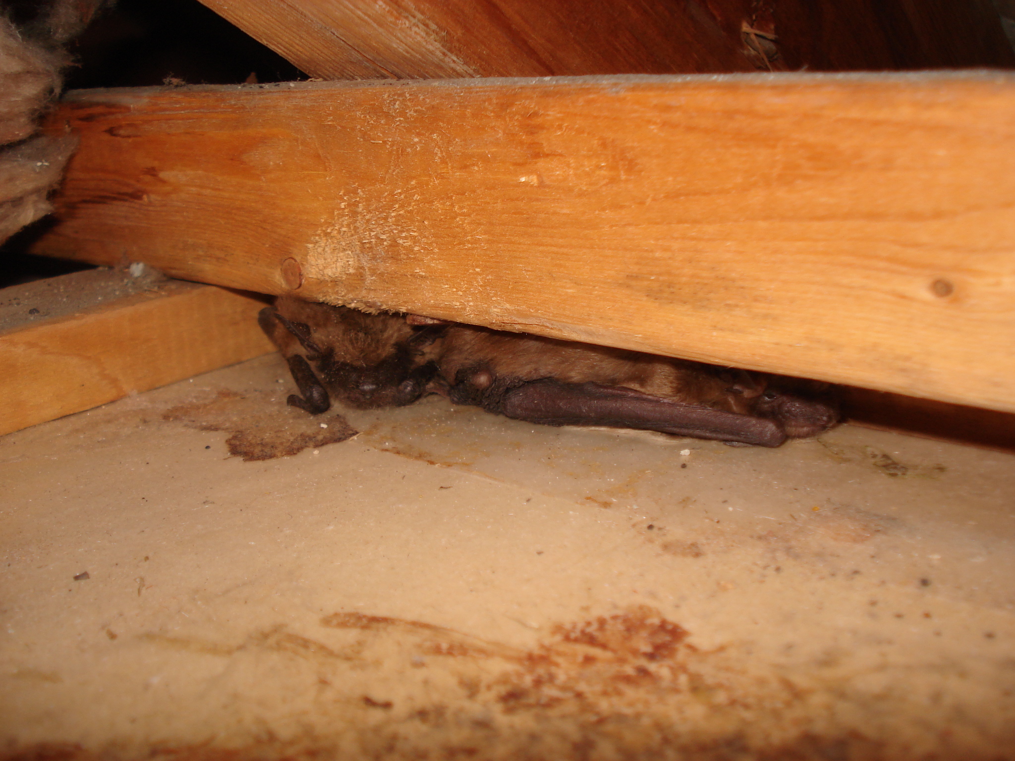 Why Do Bats Live In Homes? Skedaddle Humane Wildlife Control