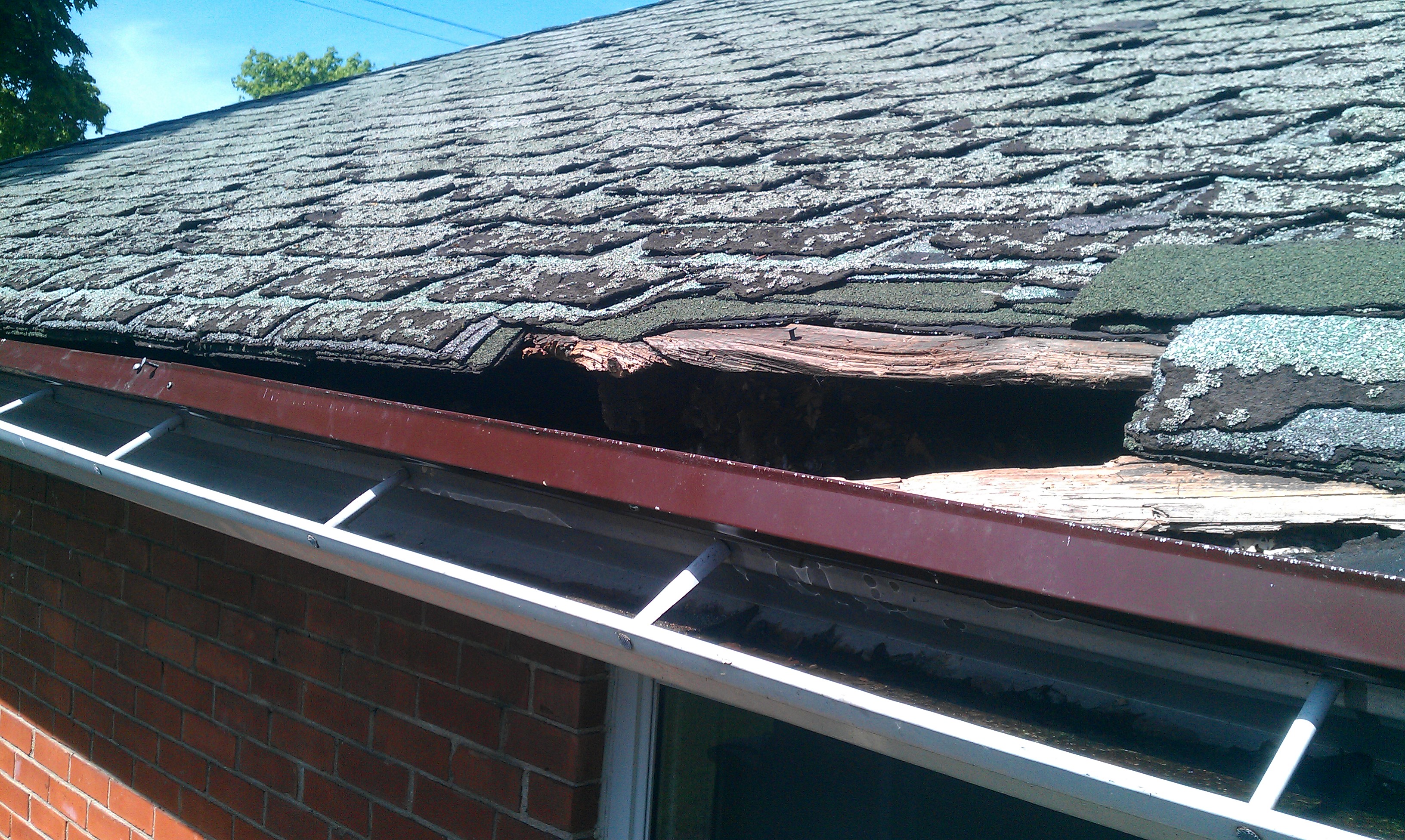 How Do Raccoons Get Into Houses? | Skedaddle Humane Wildlife Control