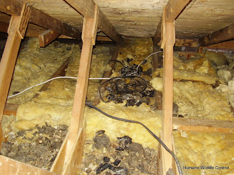 What Kind Of Damage Can Raccoons Do? | Skedaddle Humane Wildlife Control