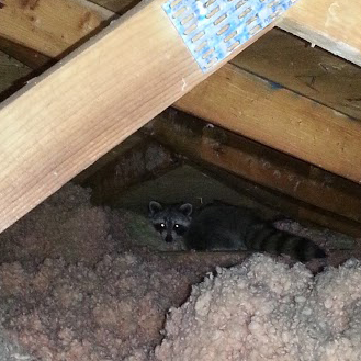 raccoon in attic