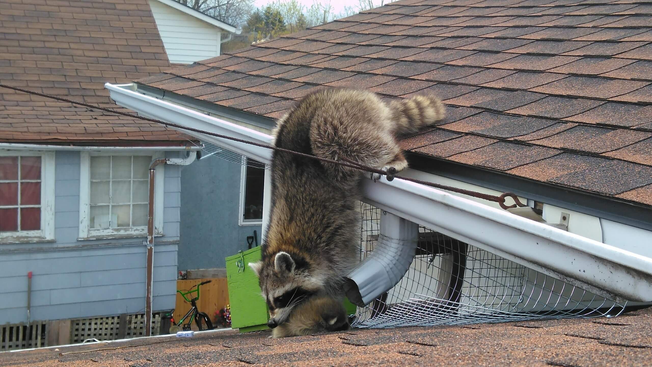 Raccoon Removal Woodbridge