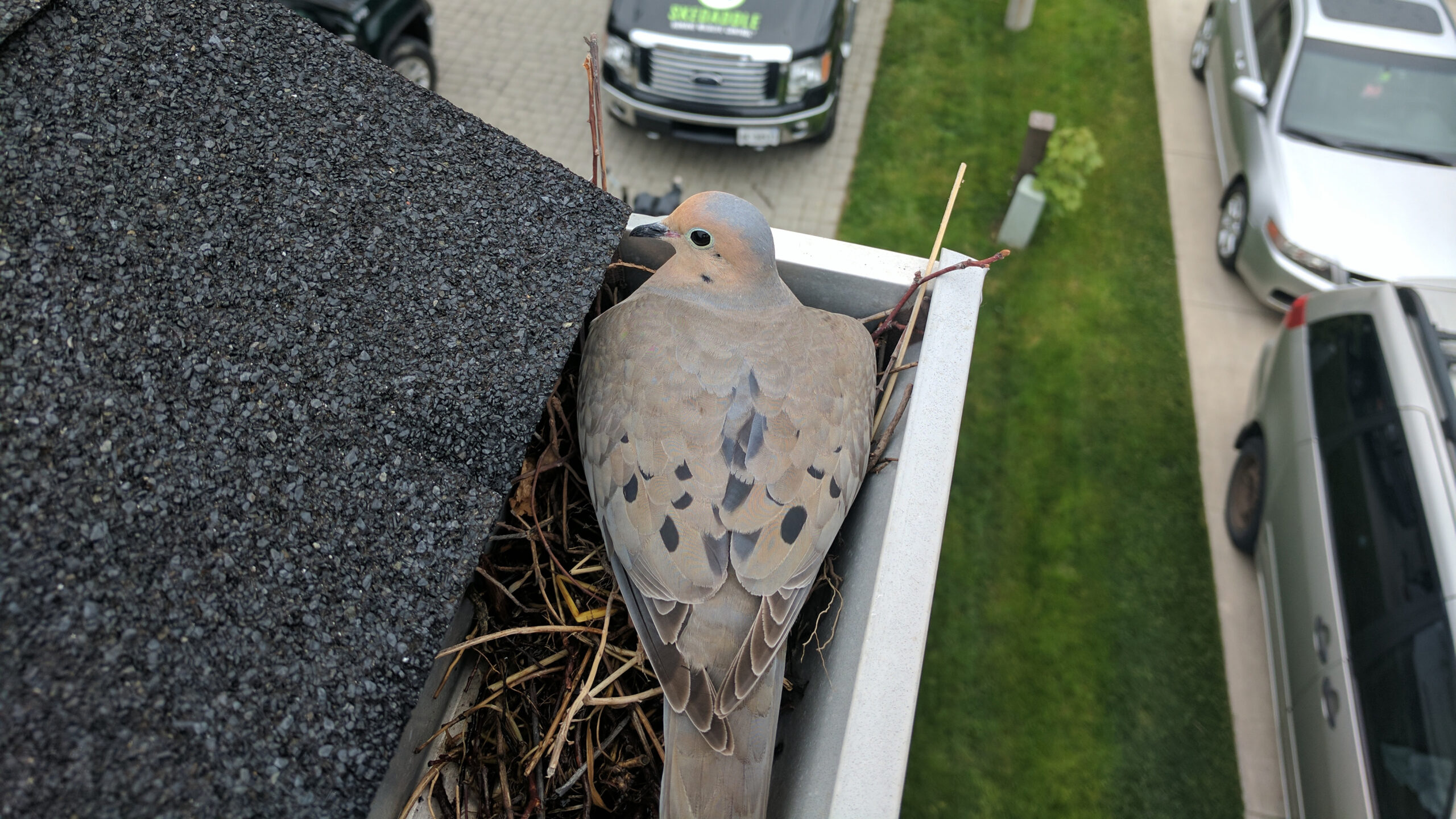 Bird Removal Barrie