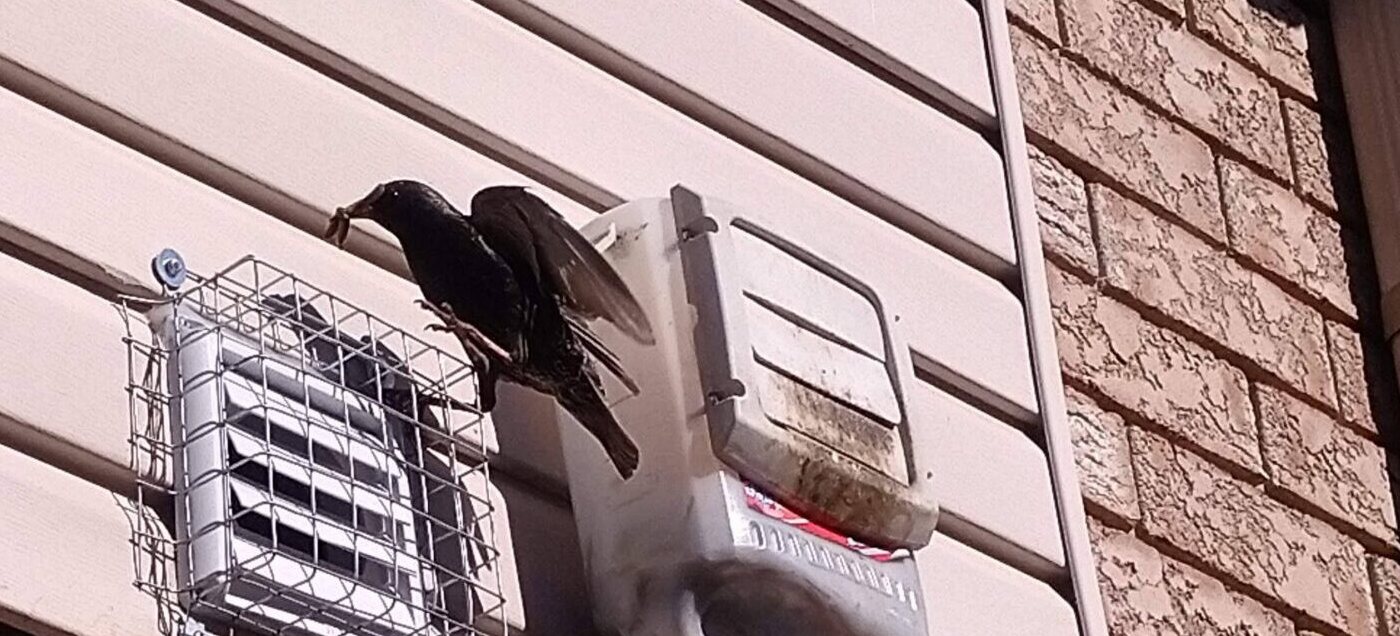 European starling perched on a home exhaust vent cover beside a screened vent on a brick and siding wall