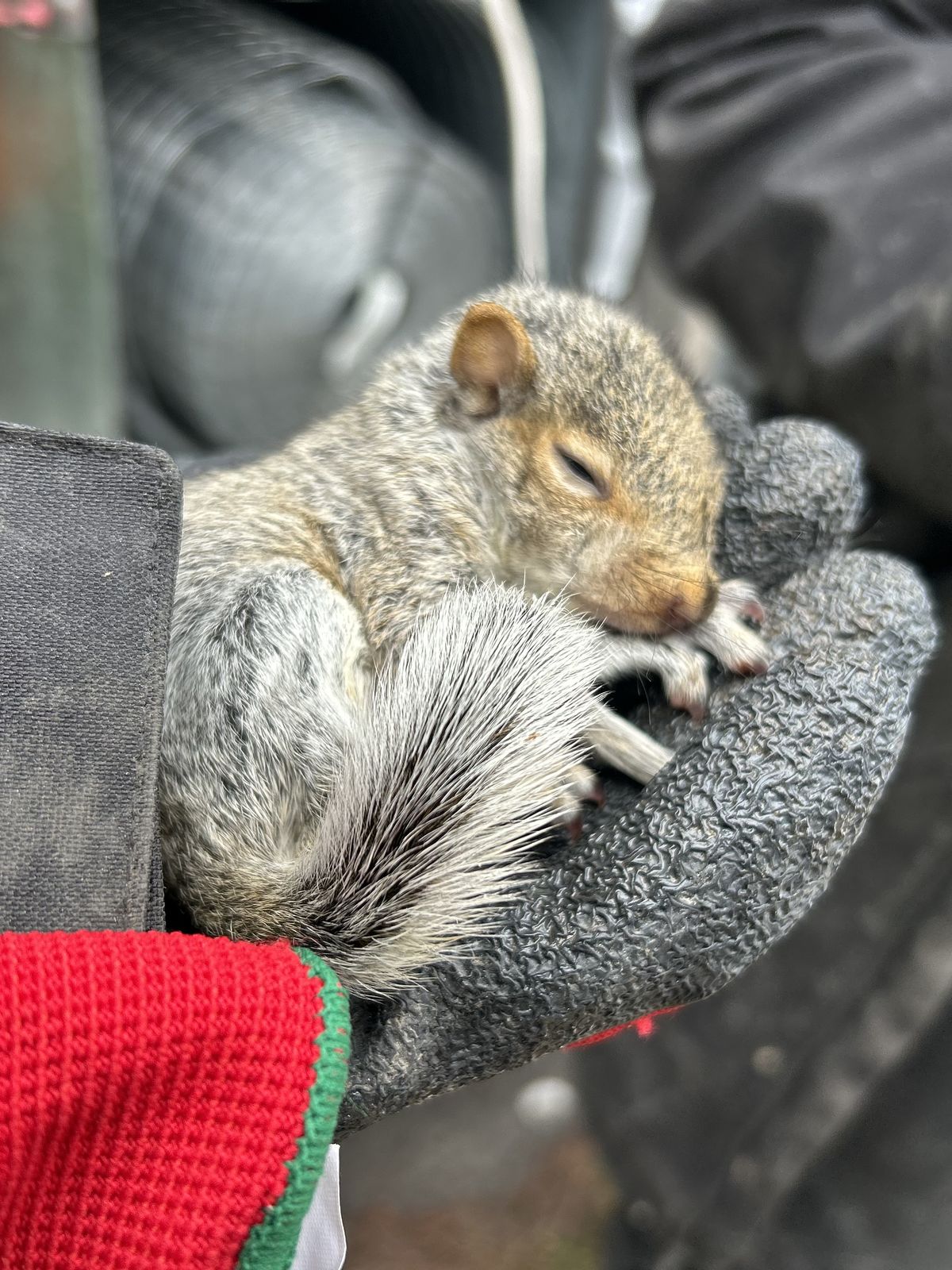 A technician holding a sleeping baby squirrel in a gloved hand