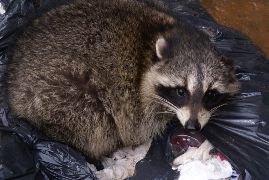 Distemper_raccoon