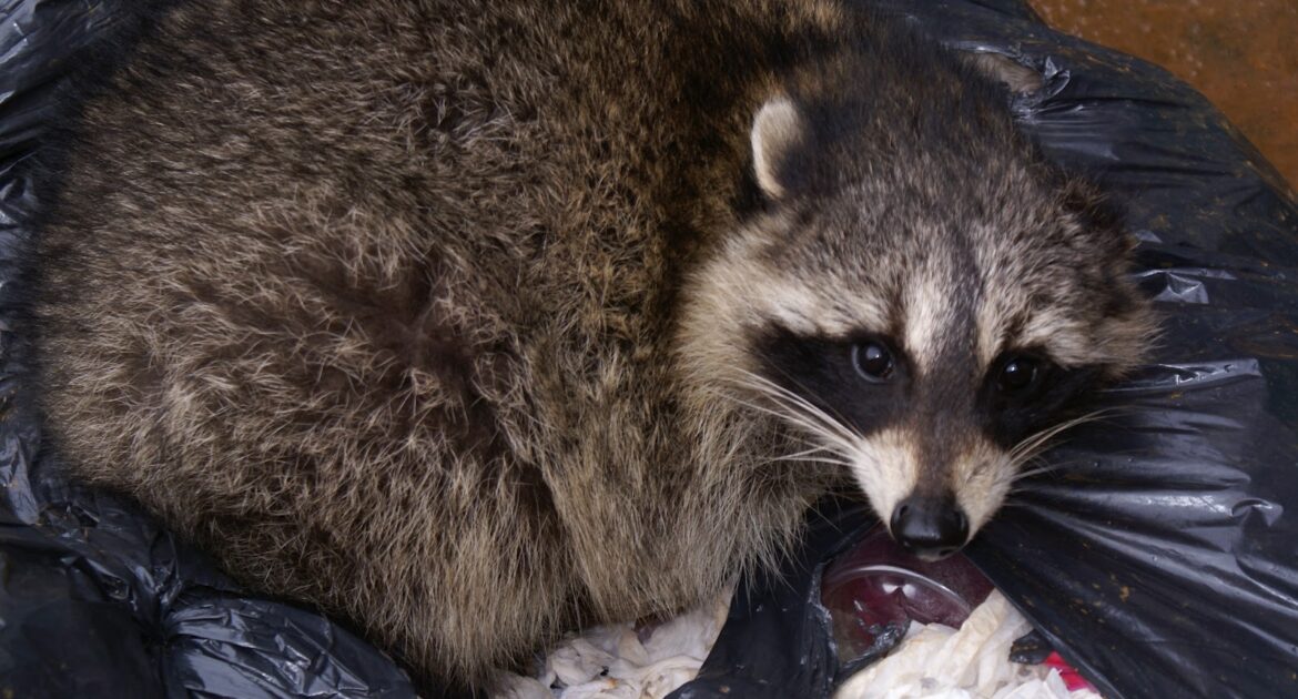 Raccoon Removal in Niagara