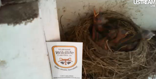 Link to our Live Robin's Nest