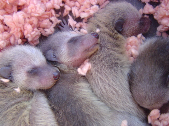 newborn baby raccoons 2
