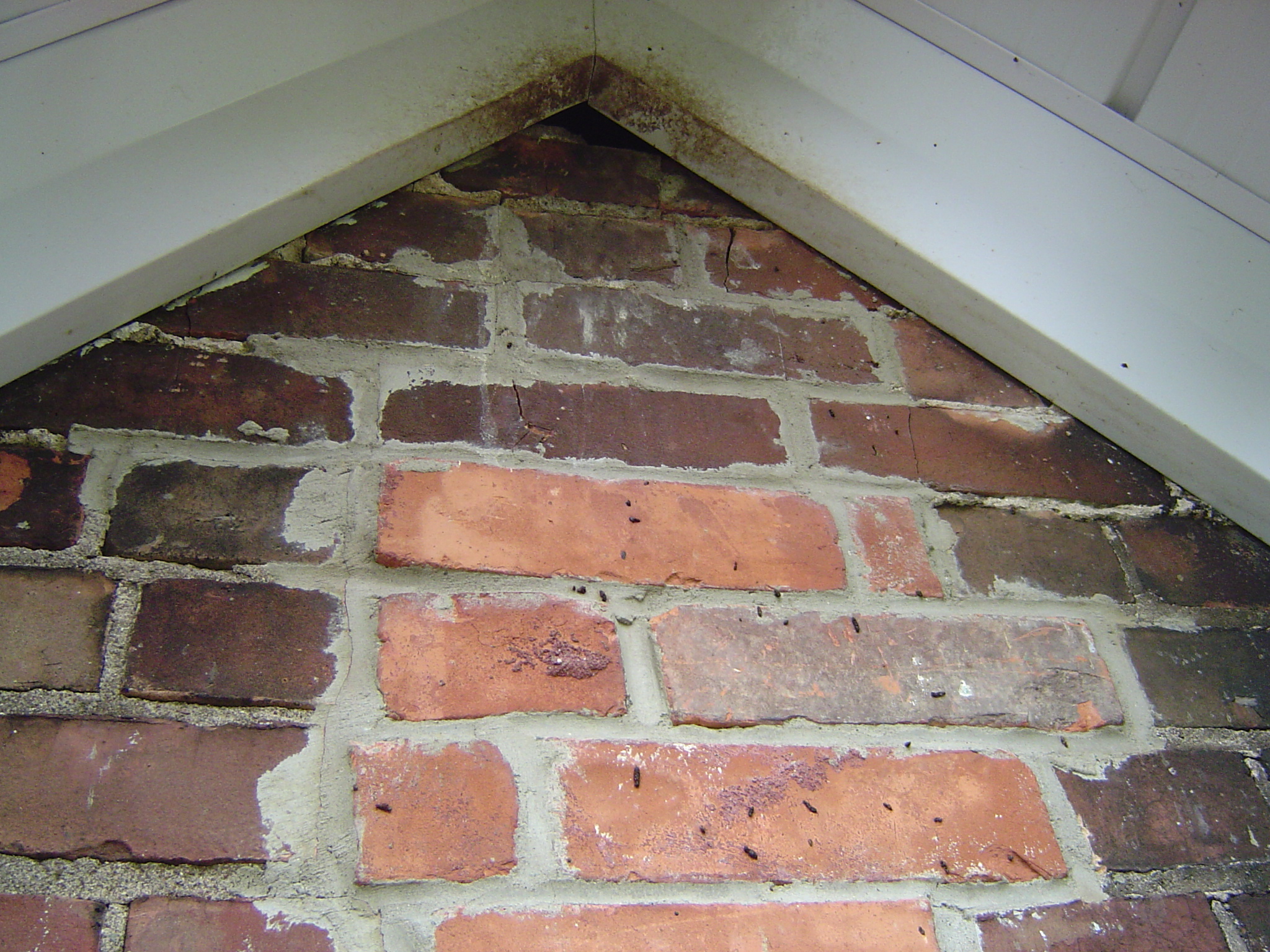 How Do Bats Get Into My Attic Skedaddle Humane Wildlife Control Bat Entry Hole