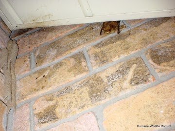 How Do Bats Get Into My Attic Skedaddle Humane Wildlife Control Bat Coming Out Soffit Gap 2