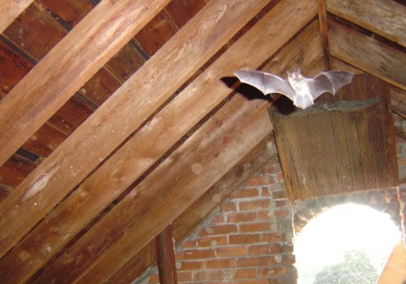 why do bats live in homes skedaddle humane wildlife control bats in the attic