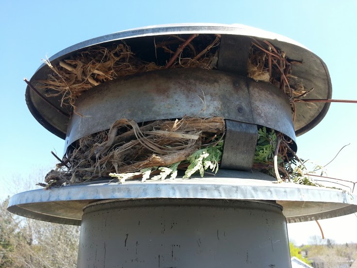 birds chimney prevented
