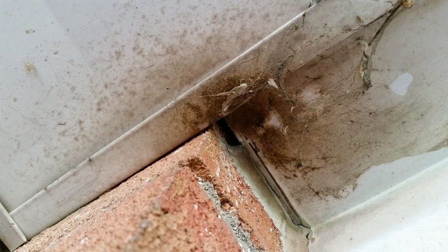 How To Remove Mice Skedaddle Humane Wildlife Control