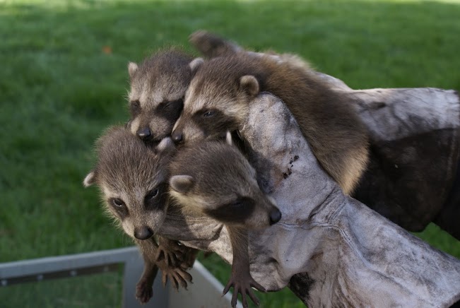 How To Know If A Raccoon Has Babies | Skedaddle