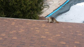raccoon on the roof