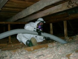 Technician Removing Contaminated Insulation