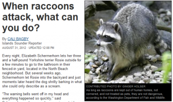 Raccoon Removal A Growing Necessity