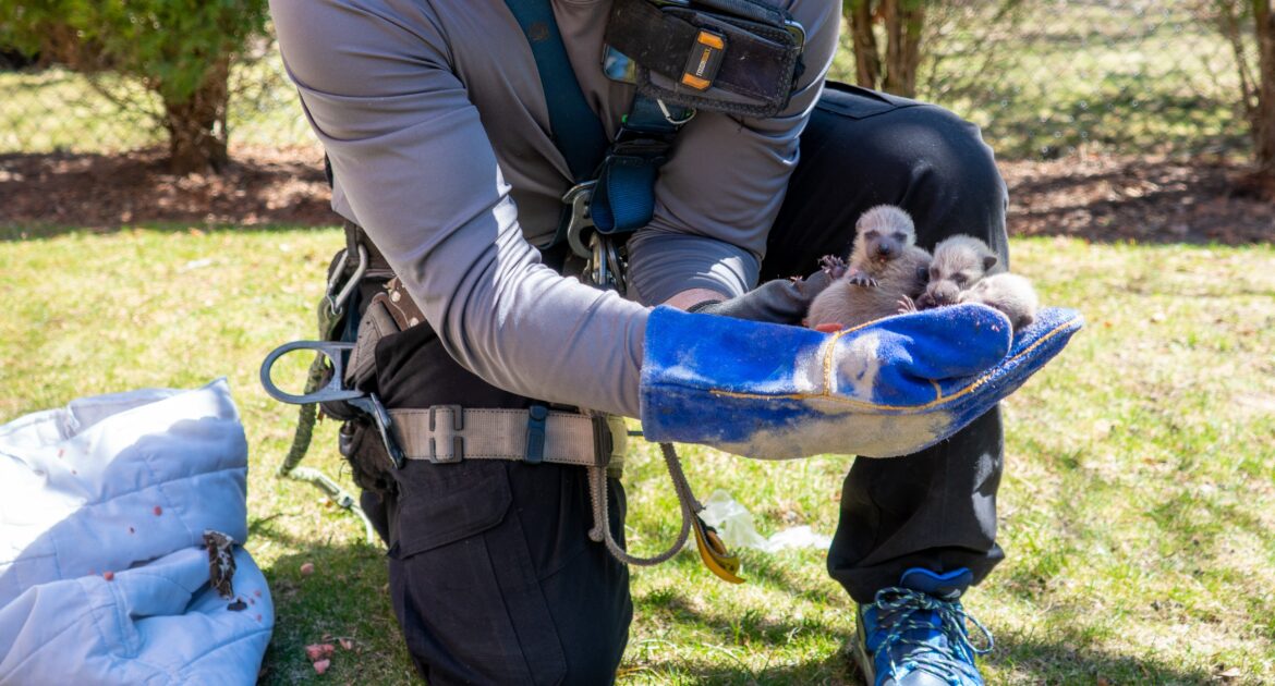 Why the Humane Approach Is Best for Wildlife