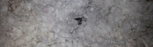 The hole in the centre of this picture was made by mice as they tunneled through the fibre glass insulation.