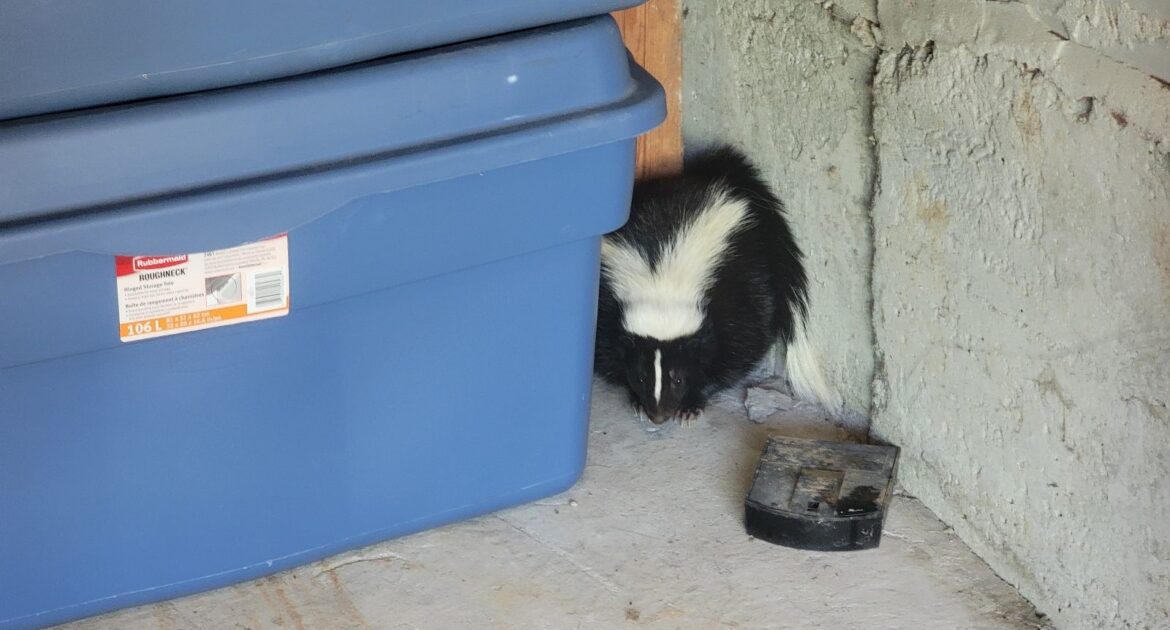 Love Stinks - Uncovering Skunks’ February Mating Secrets