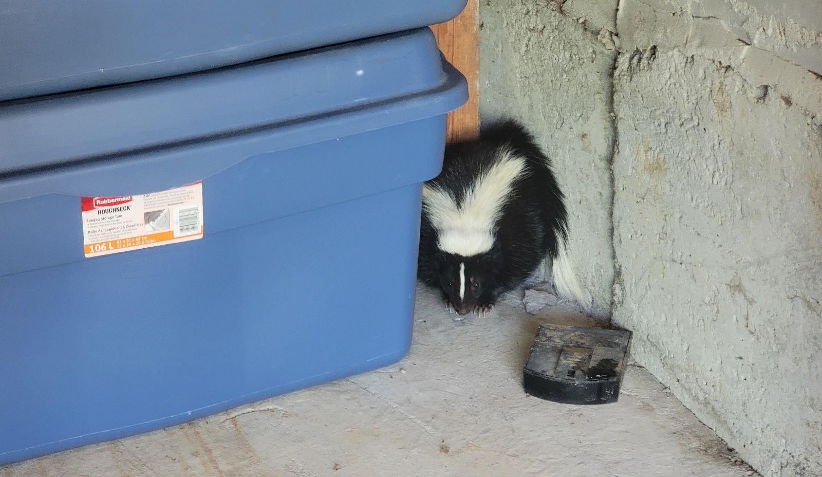 Love Stinks - Uncovering Skunks’ February Mating Secrets