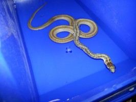 Picture of the Northern Brown snake found in Burlington