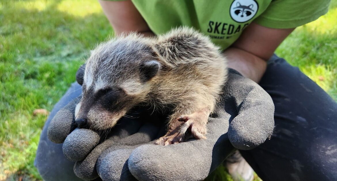 The Importance of Hands On Raccoon Removal