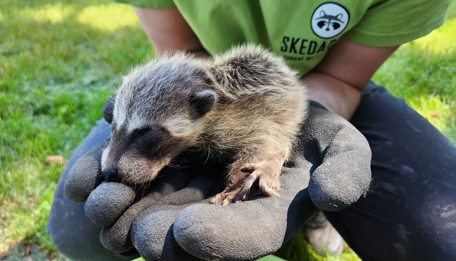 The Importance of Hands On Raccoon Removal