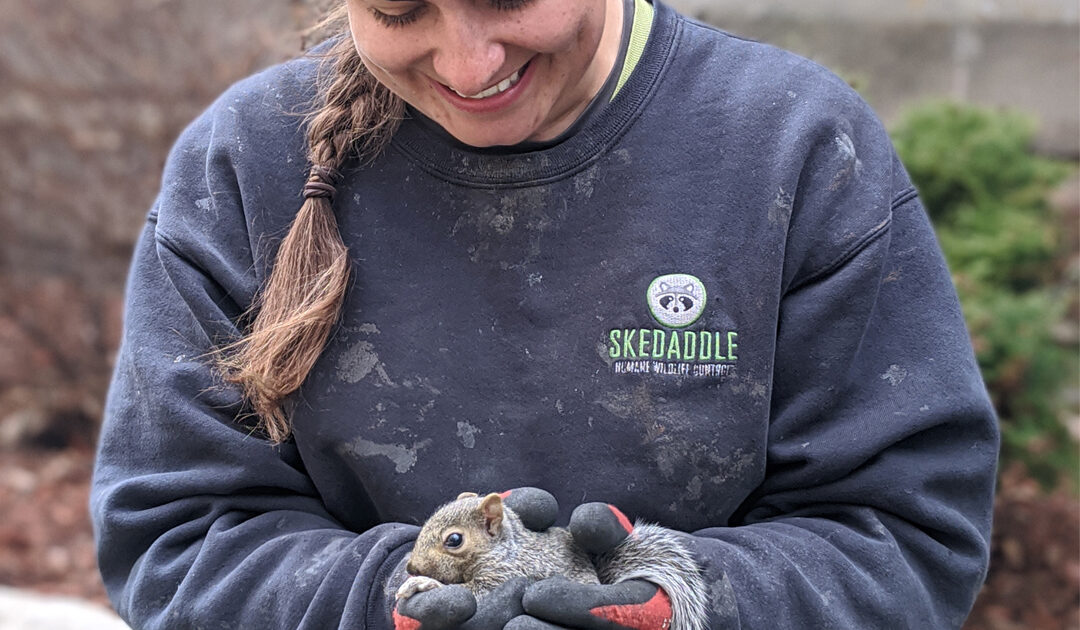 Squirrel Removal Montreal