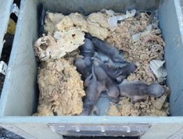 baby raccoons in baby box