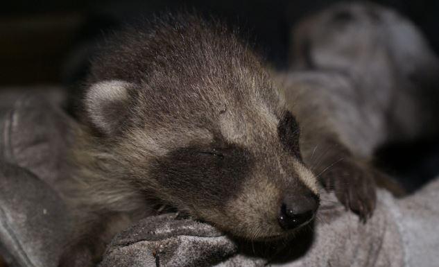 skedaddle humane wildlife control baby raccoons