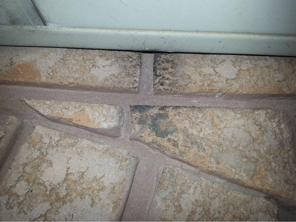 mouse-removal-service