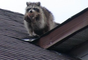 Raccoon on Roof