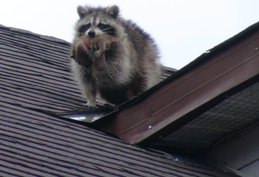 raccoon_on_roof