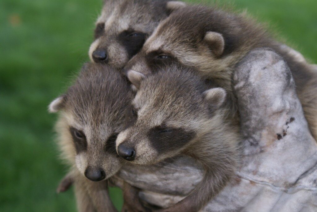 Baby raccoons removed from a chimney