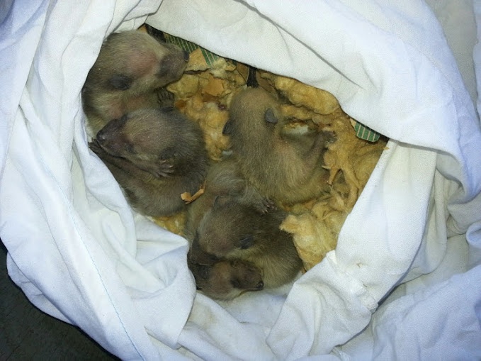 A litter of baby raccoons removed by hand from an attic