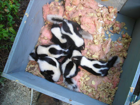 Baby skunks are placed in a heated reunification box so their mother can relocate them later to one of her alternate den sites.
