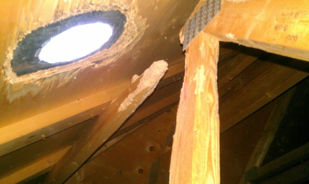 Squirrels chewed completely through this attic beam