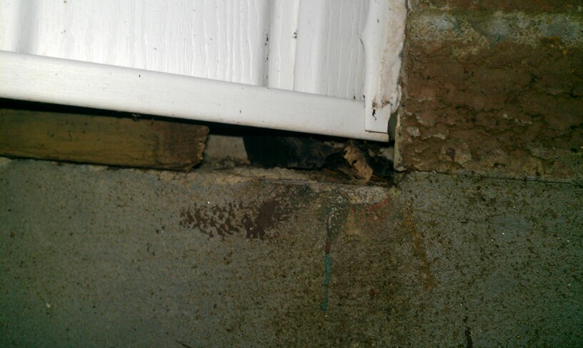 This bay window sits above the concrete foundation allowing mice to squeeze into the gap