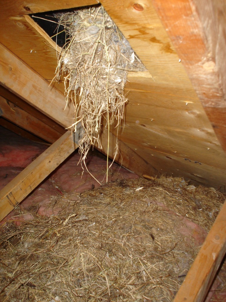 Birds have completely blocked this roof vent with straw, grass and leaves