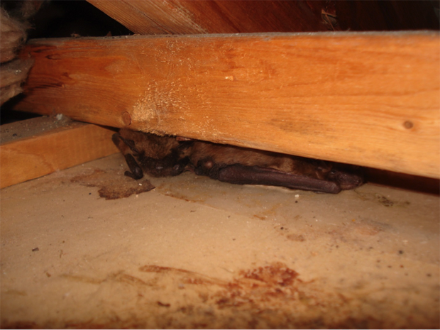 how to get rid of bats in the attic