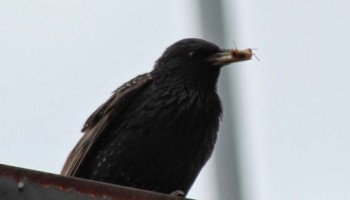 Starling 