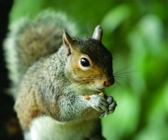 Squirrel eating_keep squirrels out of your home