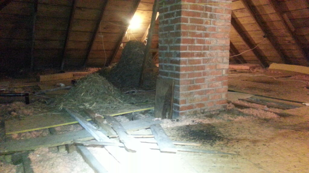 bird nest in attic_bird droppings removal