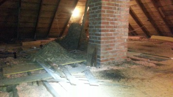 bird nest in attic