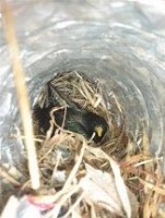 Bird nest in a bathroom vent 