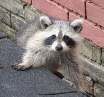 Raccoon