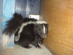 commercial skunk odor remover