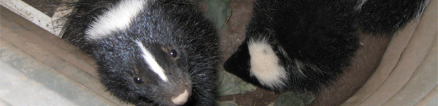 Skunk