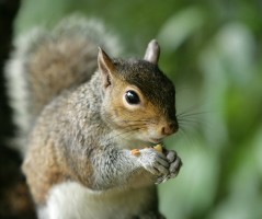 How To Stop Squirrels Stealing From Your Bird Feeder